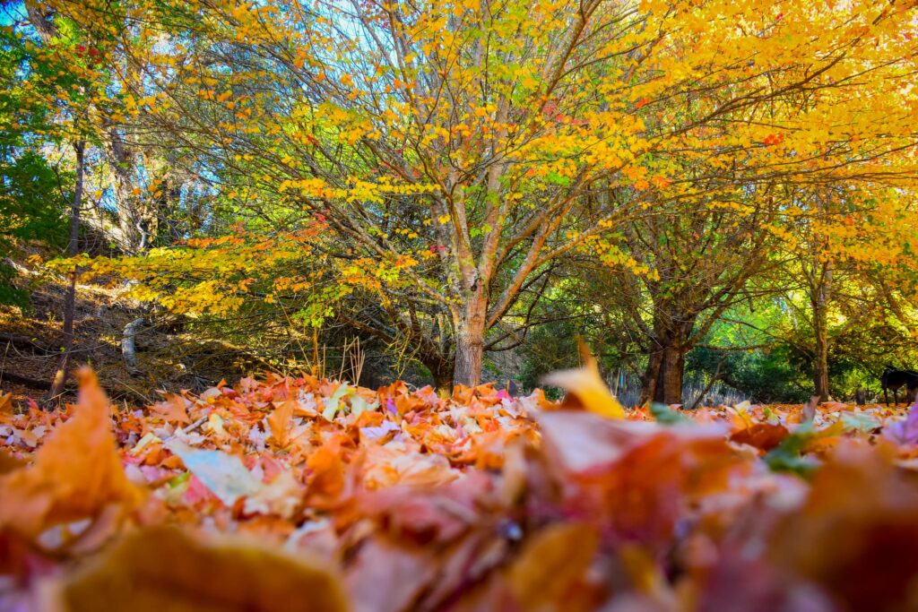 Golden Valley Tree Park is located just outside Balingup.