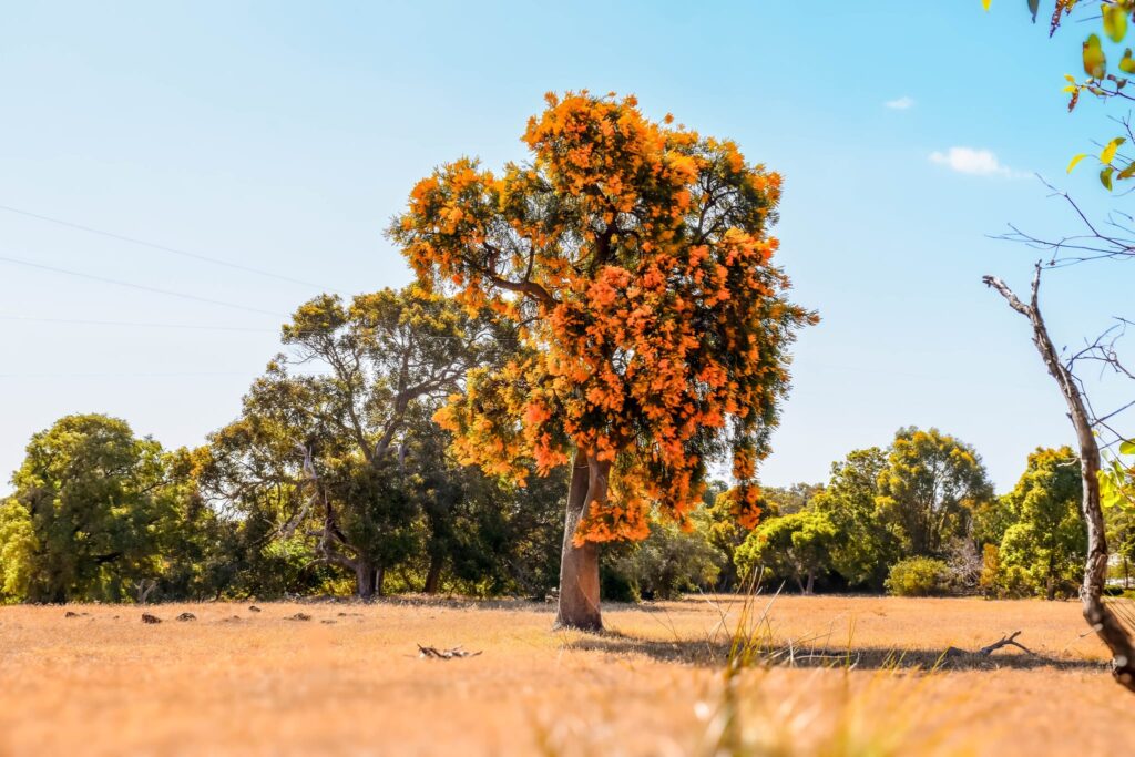 Moodjar (Christmas) Tree on a farm in the Margaret River Region