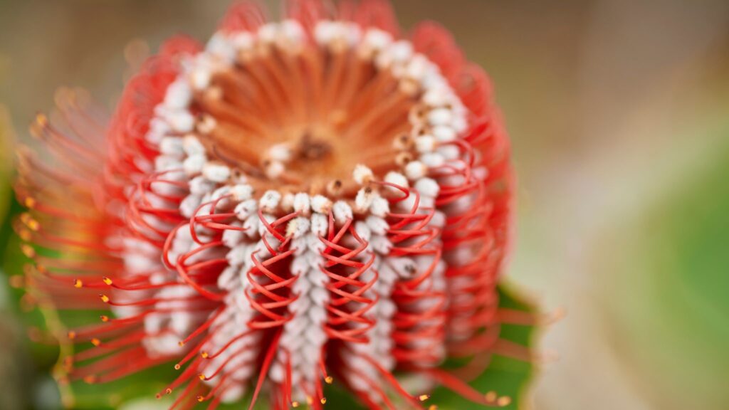 A banksia blooming during Kambarang season.