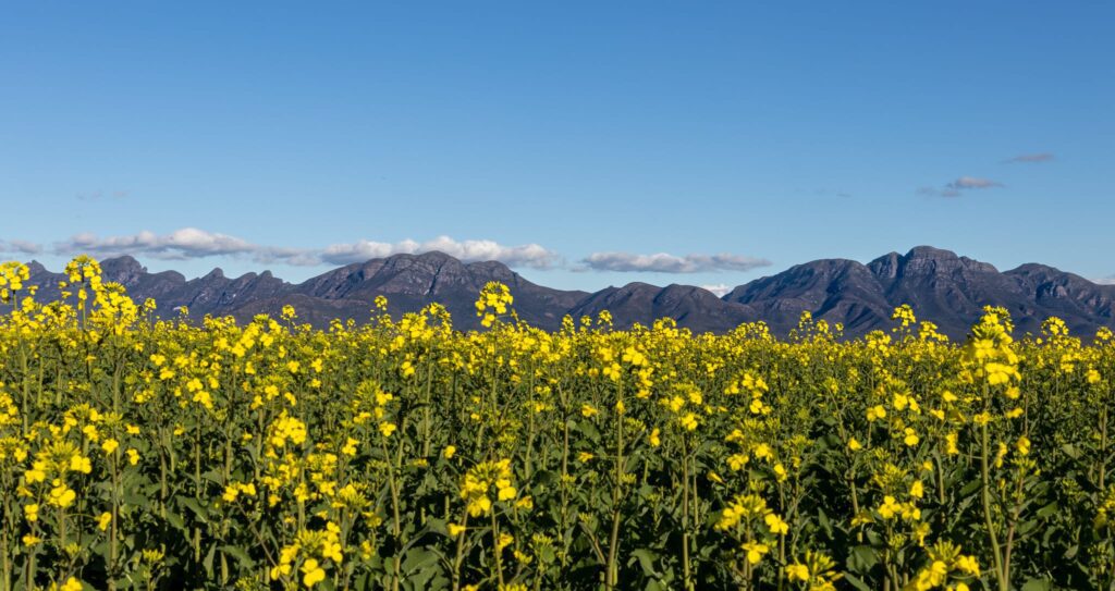 Yellow crops grow in front of the Stirling Range during Kambarang season.