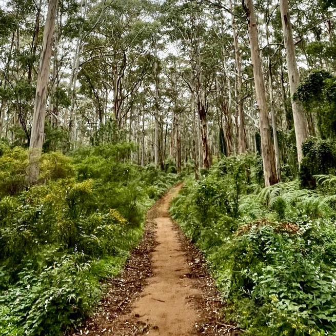 A bike trail, cutting through a forest
