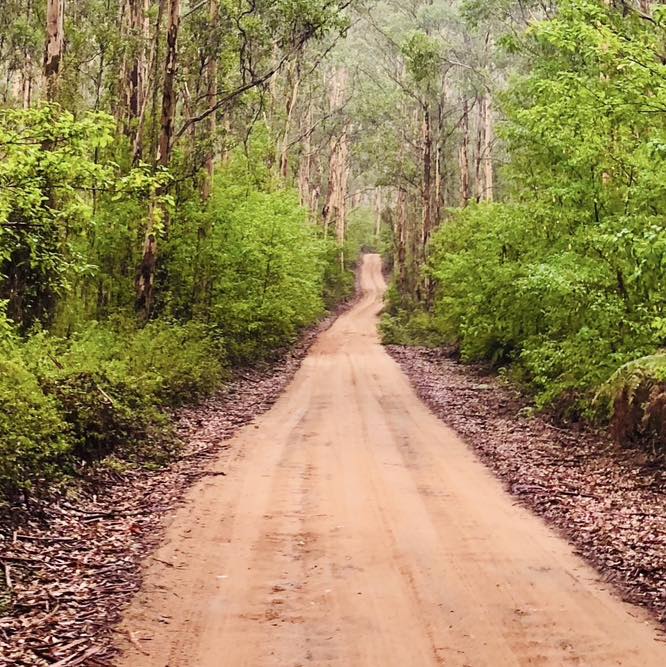 A bike trail, cutting through a forest