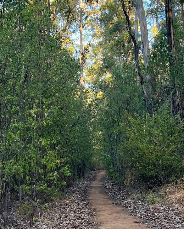 A bike trail, cutting through a forest