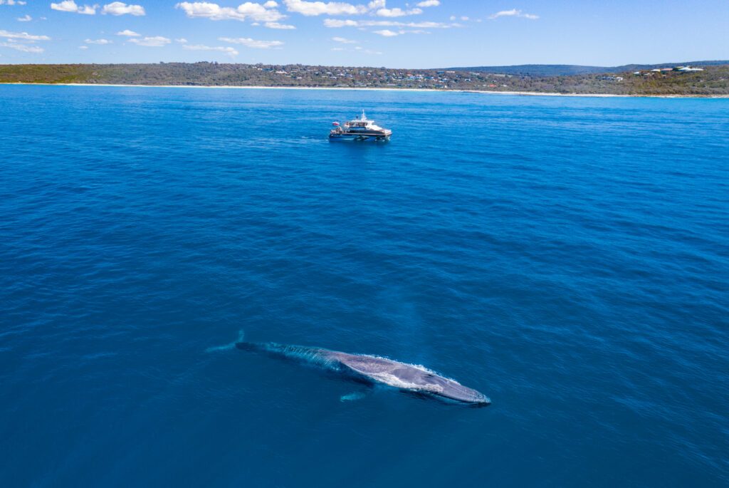 Djlba in Australia's South WestWhale watching, Dunsborough coastline.