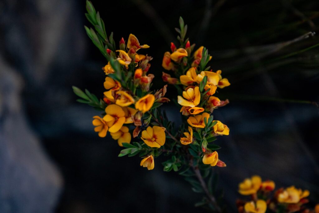 Beautiful wildflowers blooming during Djilba season