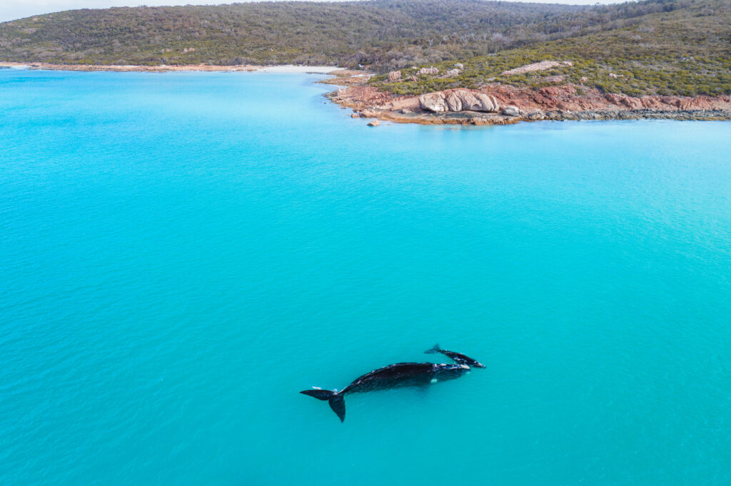 This image has an empty alt attribute; its file name is Southern-Right-Whale-and-Calf-at-Cape-Naturaliste-Dylan-Dehaas-Margaret-River-Region-1024x682.jpg