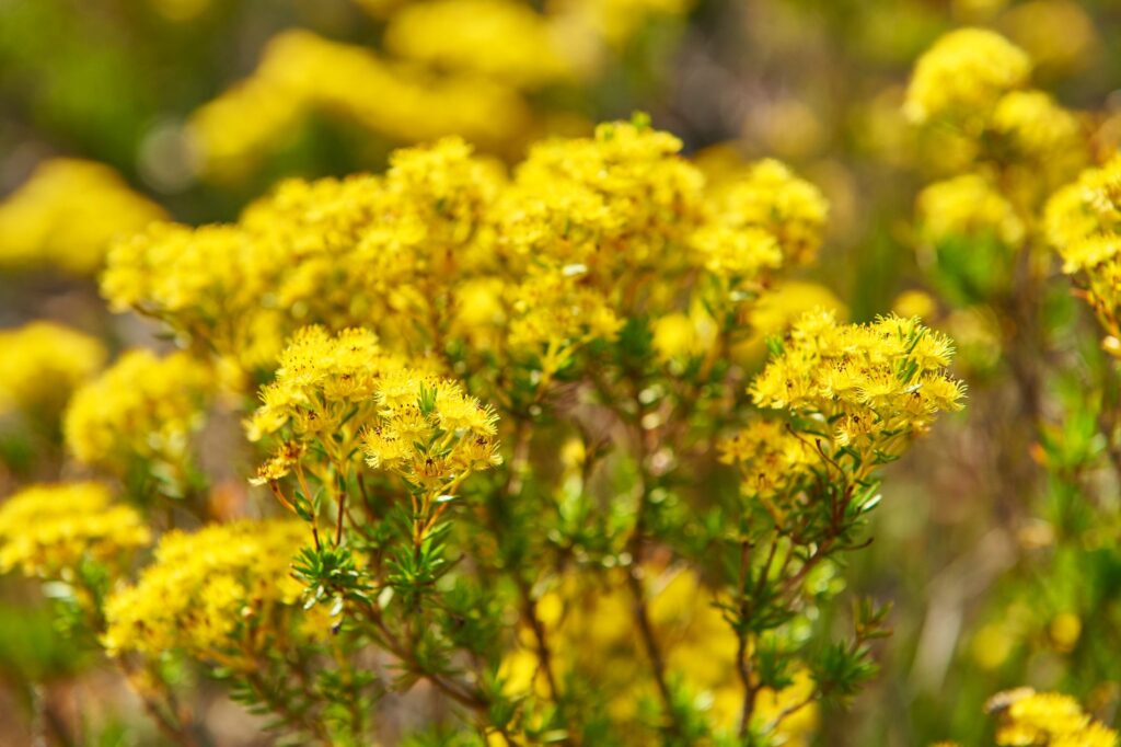 Mt Barker Wildflower Spot in Australia's South West