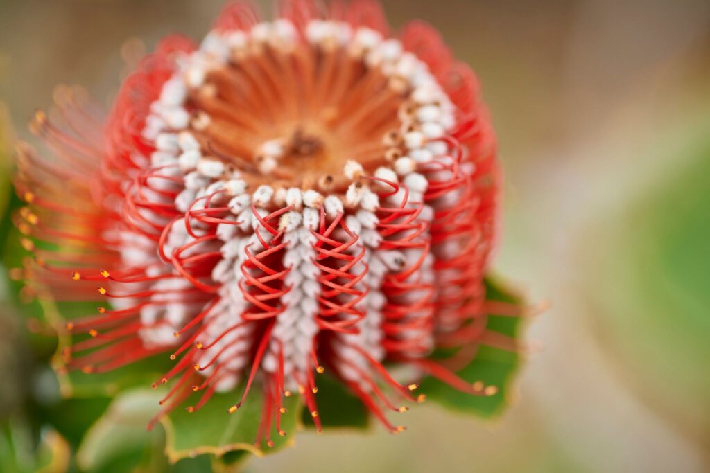 Banksia Wildflower in Albany (Australia's South West)
