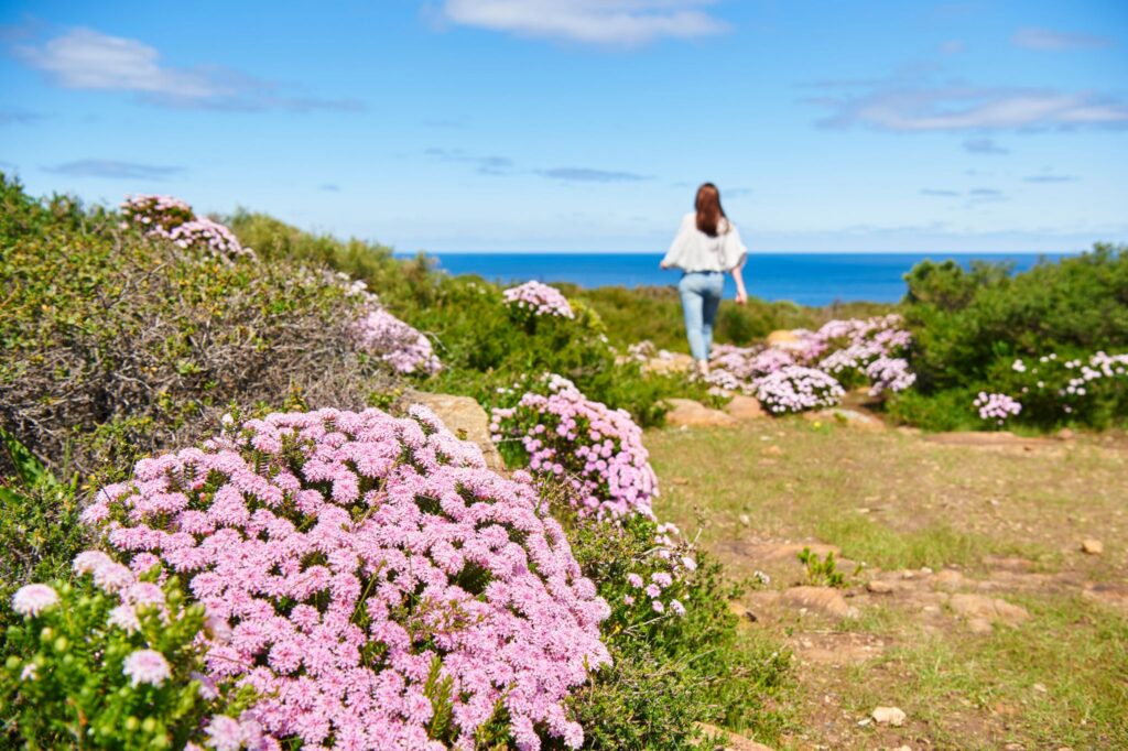 Cape to Cape Track, near Yallingup in Australia's South West during Wildfower season