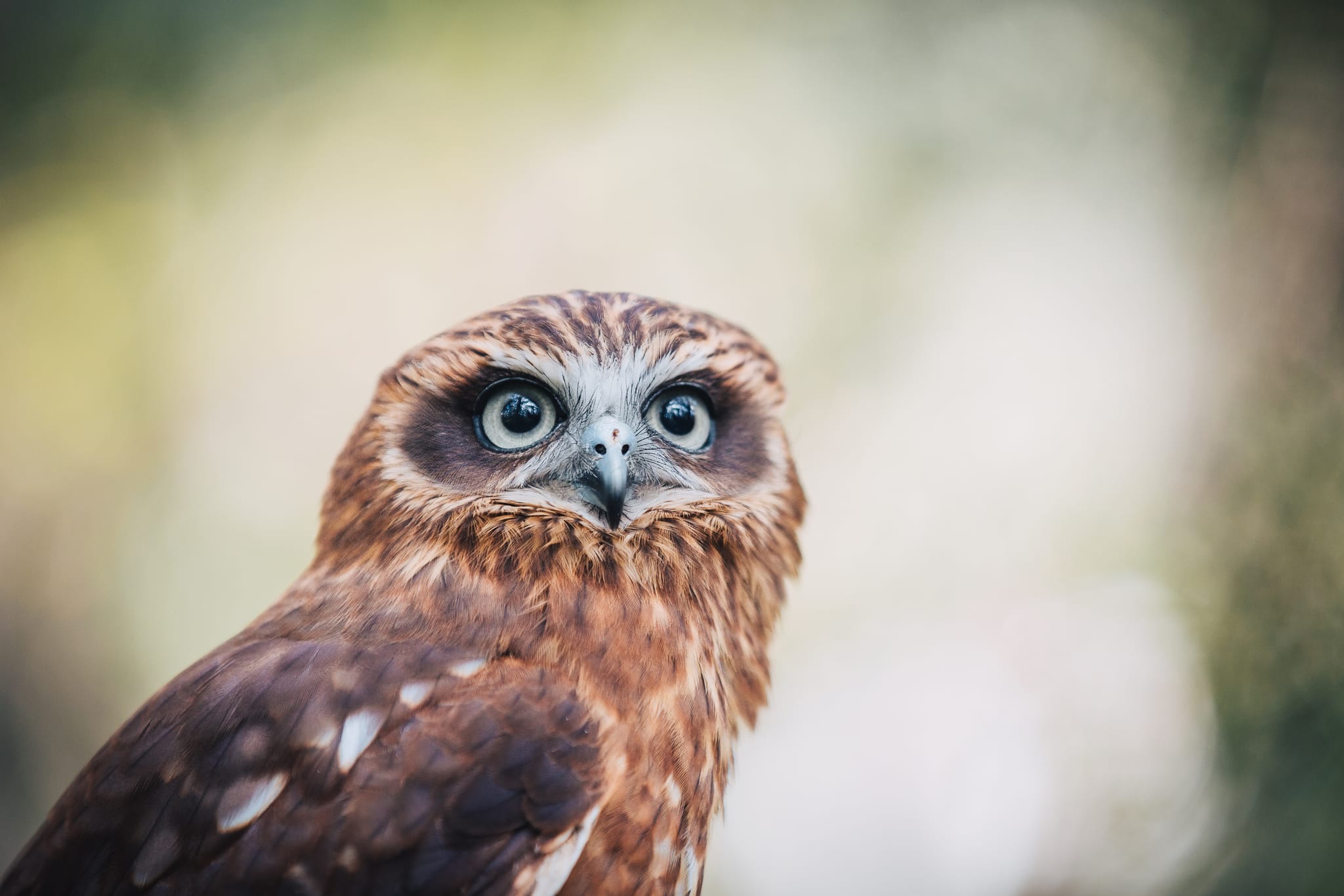 Capes Raptor Centre | Australia's South West