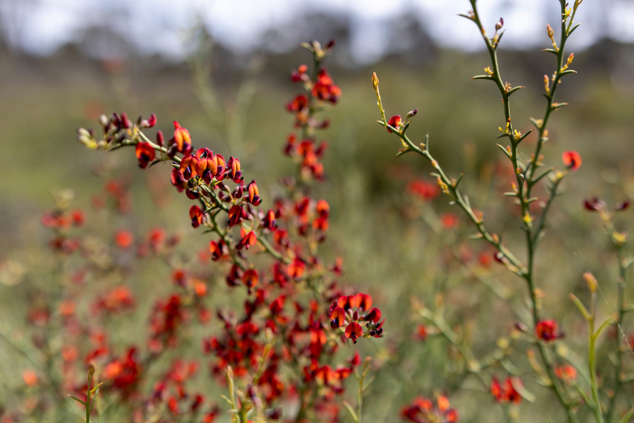 Cranbrook Wildflowers in Australia's South West