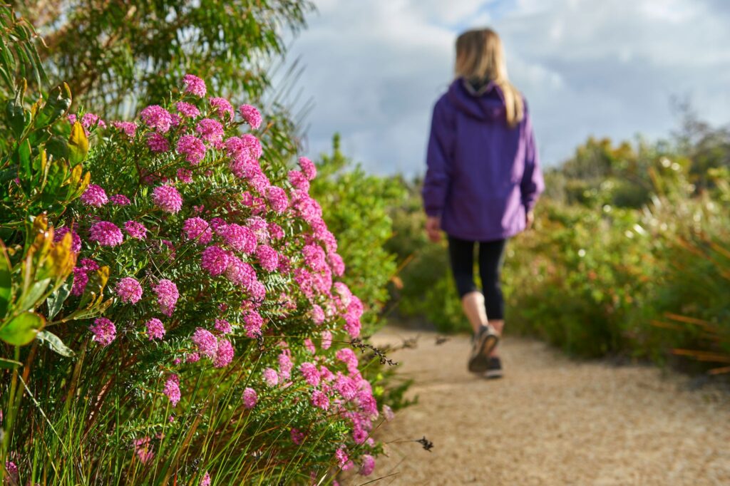 Wildflowers + Albany's Stoney Hill in the Great Southern (Australia's South West)