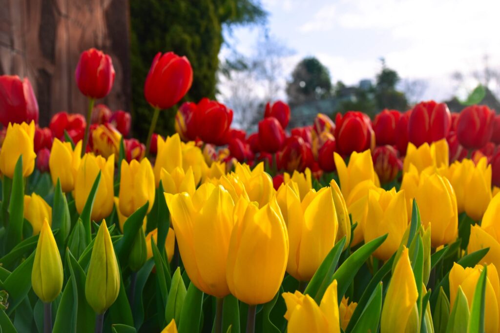 Nannup Flower & Garden Shower during Wildflower season in Australia's South West