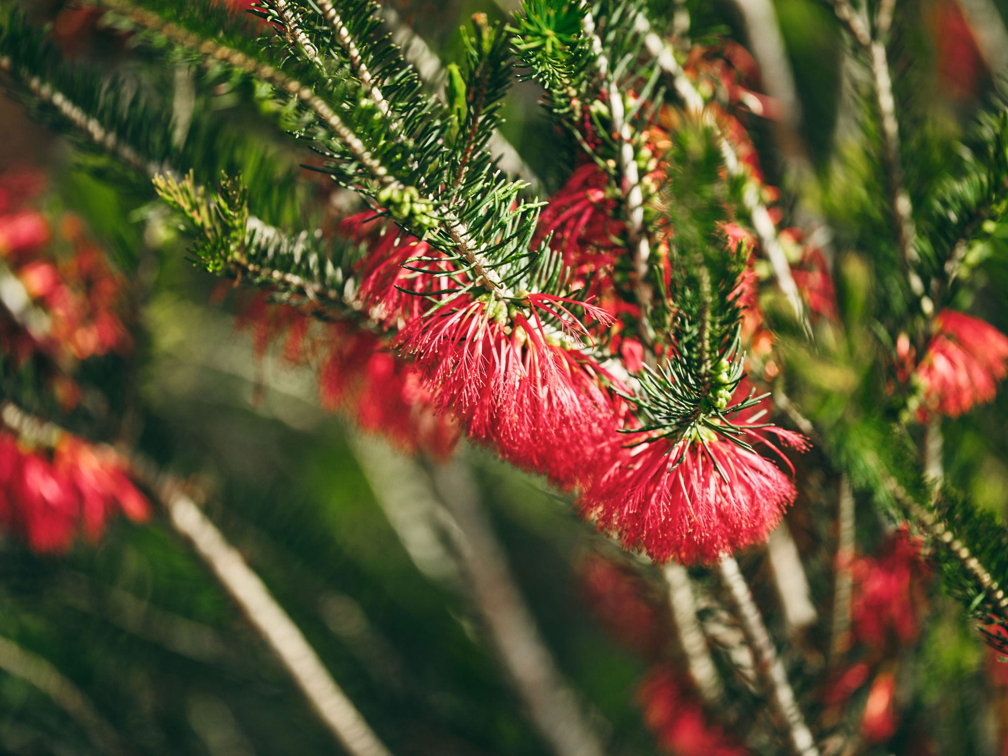 Wildflowers in Collie, Russell Ord, Bunbury Geographe Region (2)-web