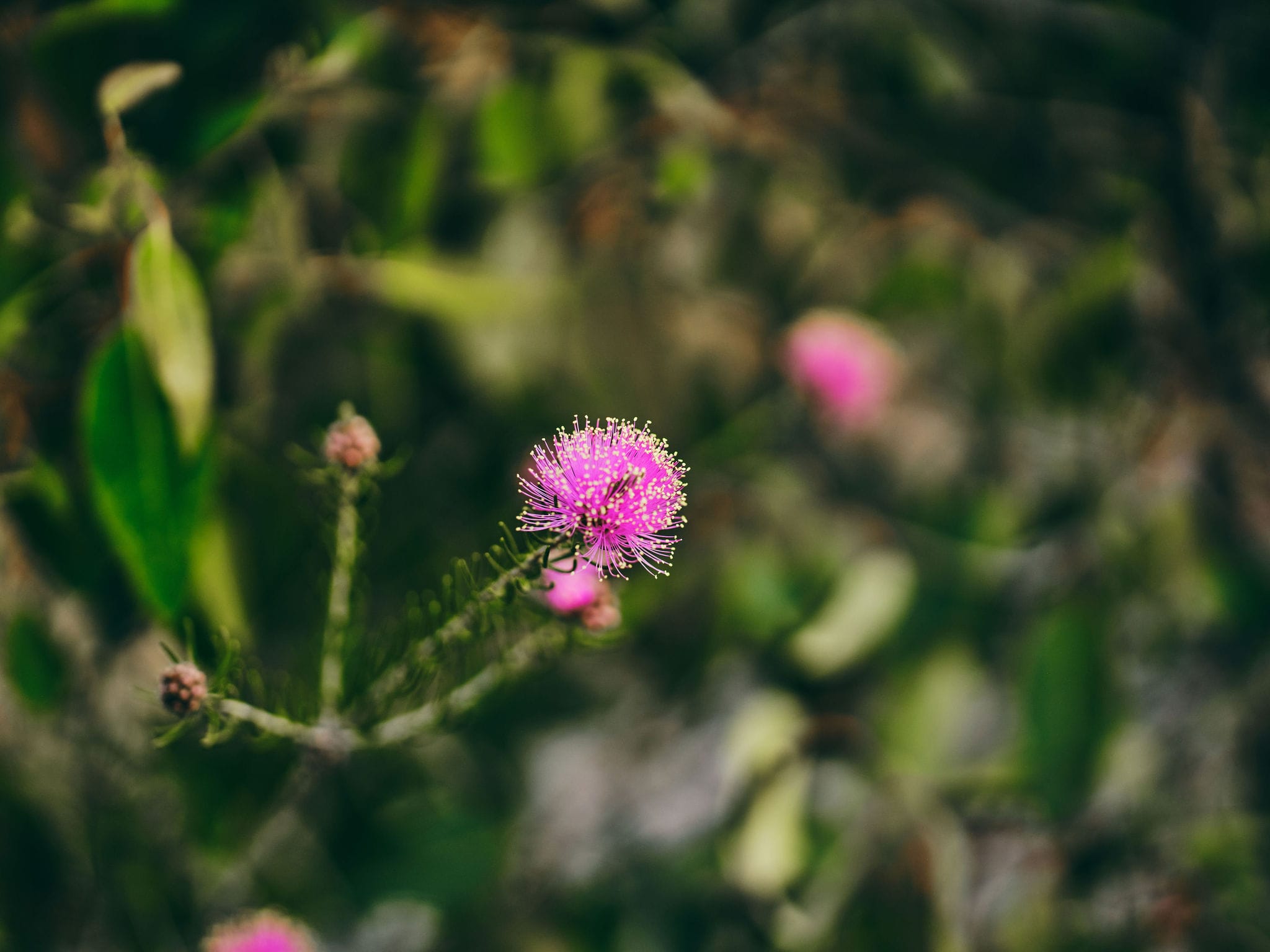Wildflowers in Collie, Russell Ord, Bunbury Geographe Region (8)-web