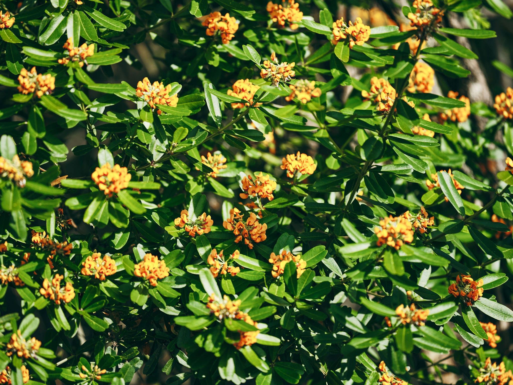 Wildflowers in Collie, Russell Ord, Bunbury Geographe Region-web
