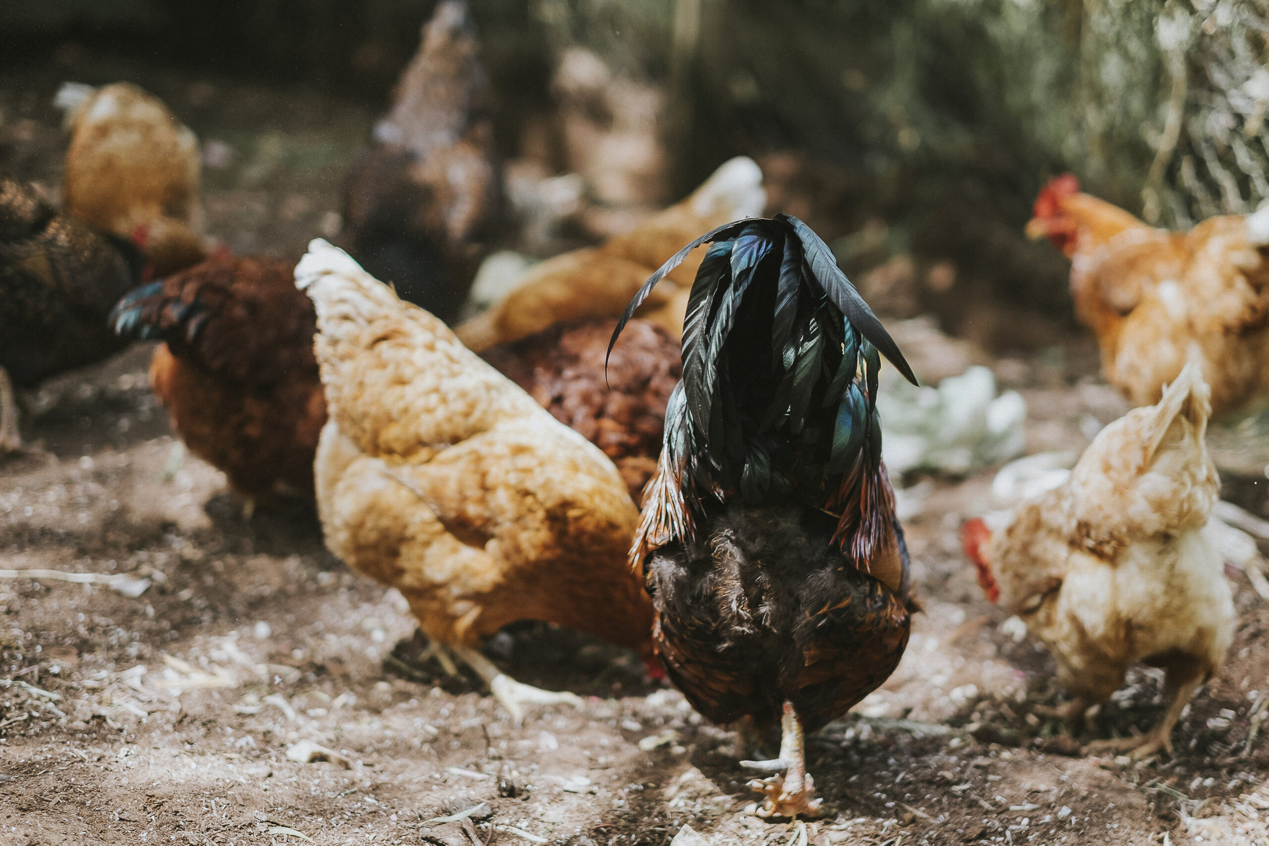 Chooks-Permaculture