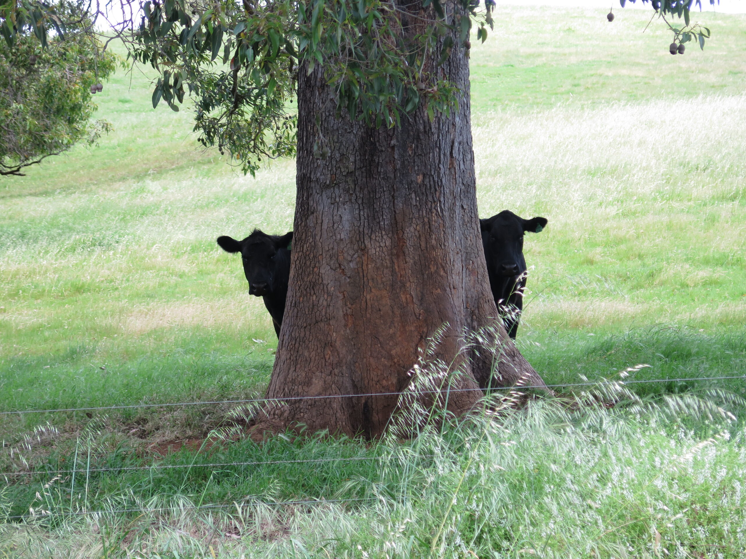 Nature-Garden-Cows-Peaking