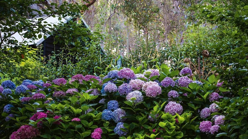 colourful-hydrangeas-acs1116p58-20170818163917