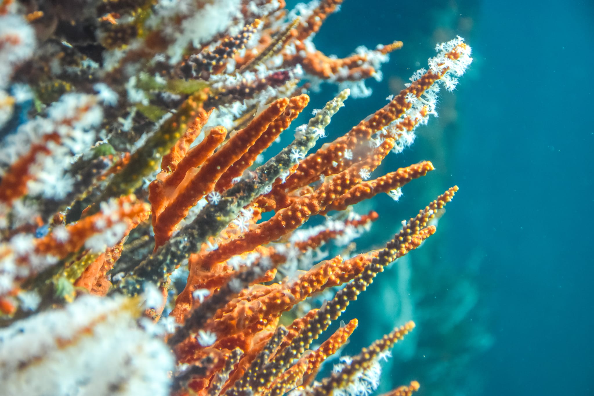 Busselton Jetty, Kirby Spencer, Margaret River Region (119)-web