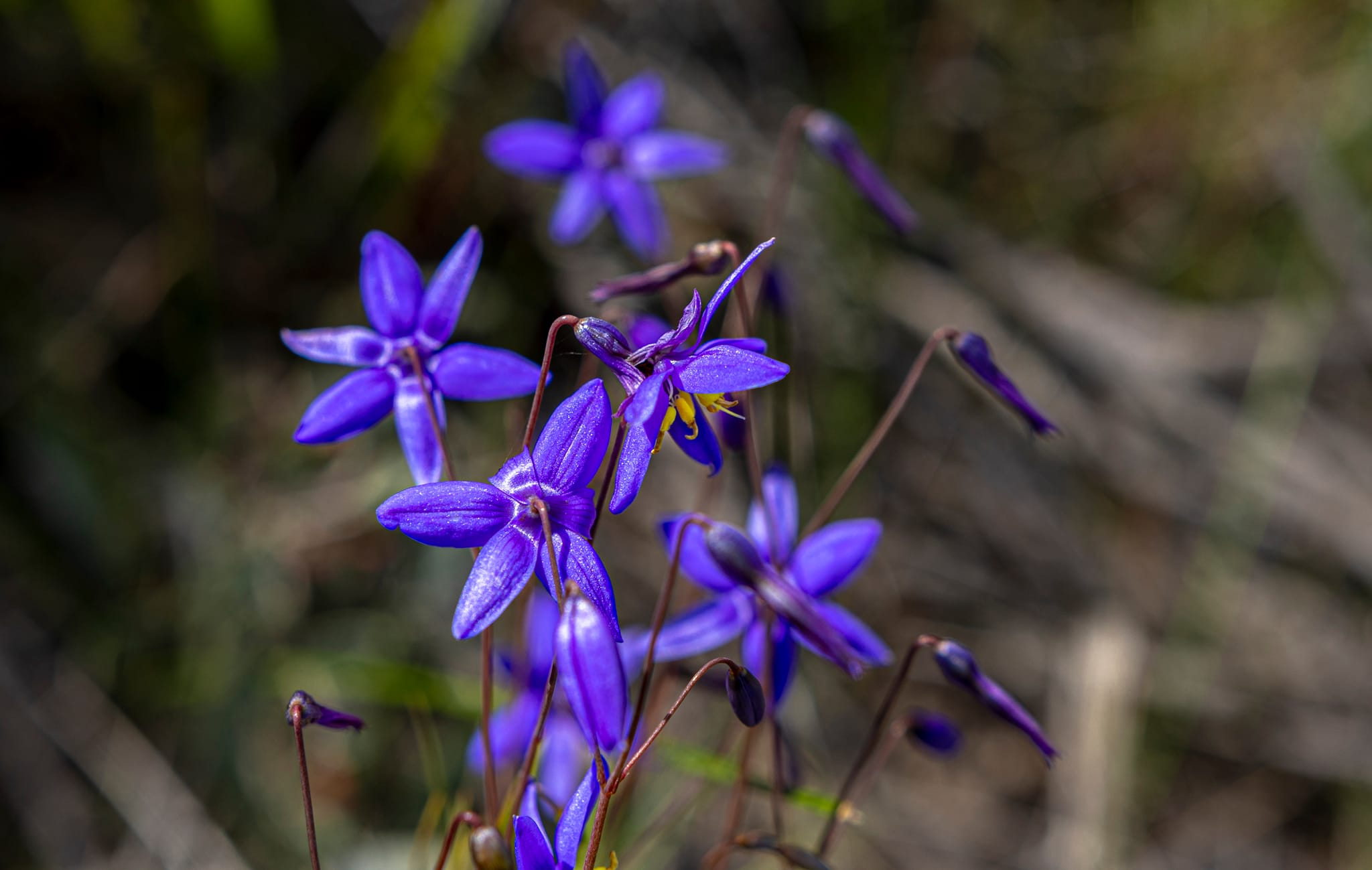 Cranbrook Wildflowers, Great Southern Region (20)-web
