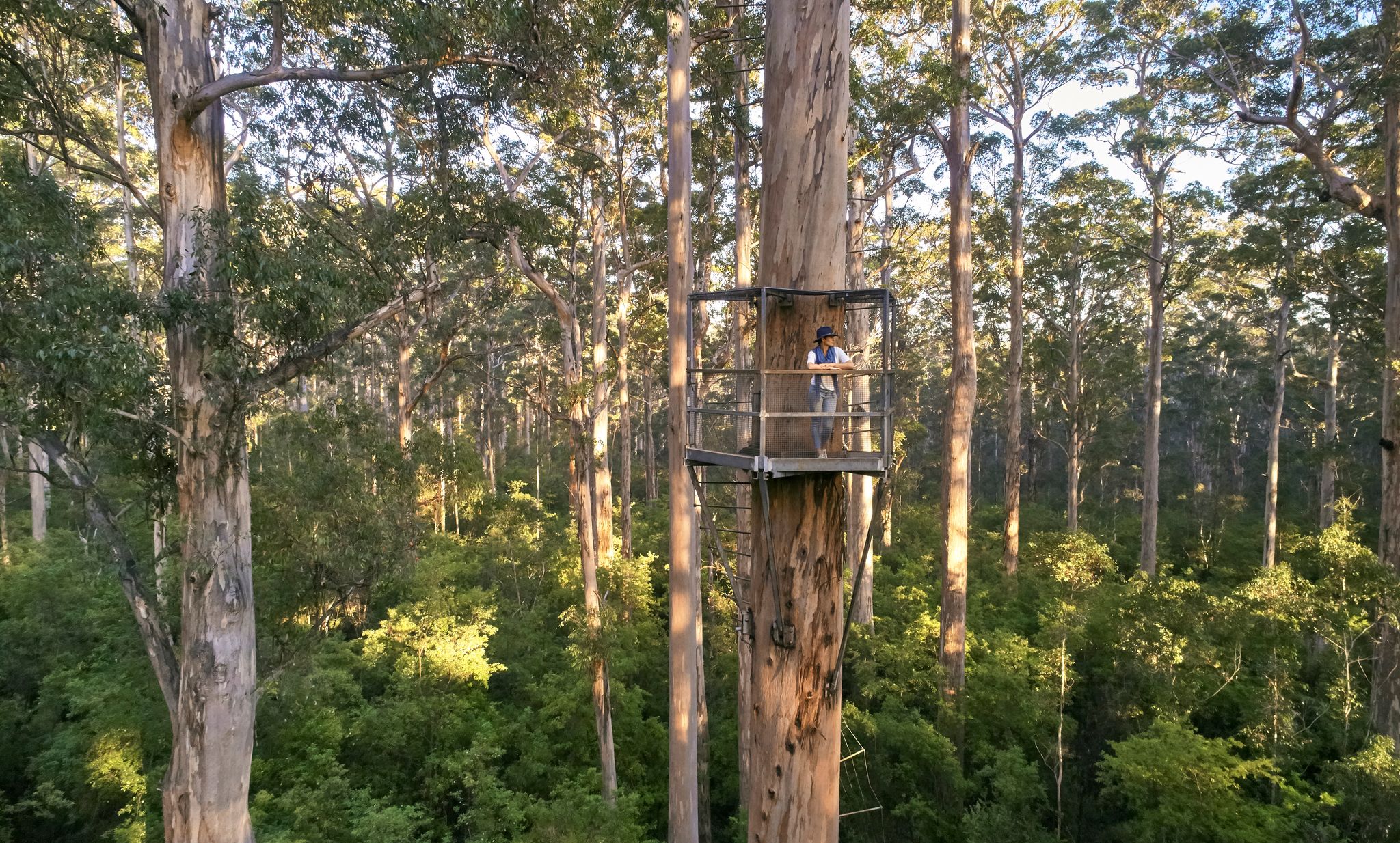 Dave Evans Bicentennial Tree, Frances Andrijich, Southern Forests and Valleys-web