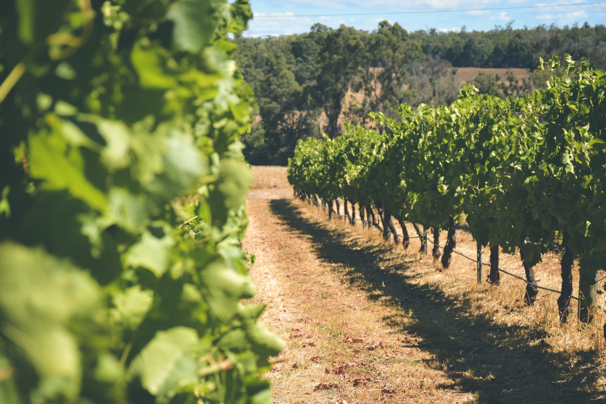 Oakway Estate, Bunbury Geographe (9)-web