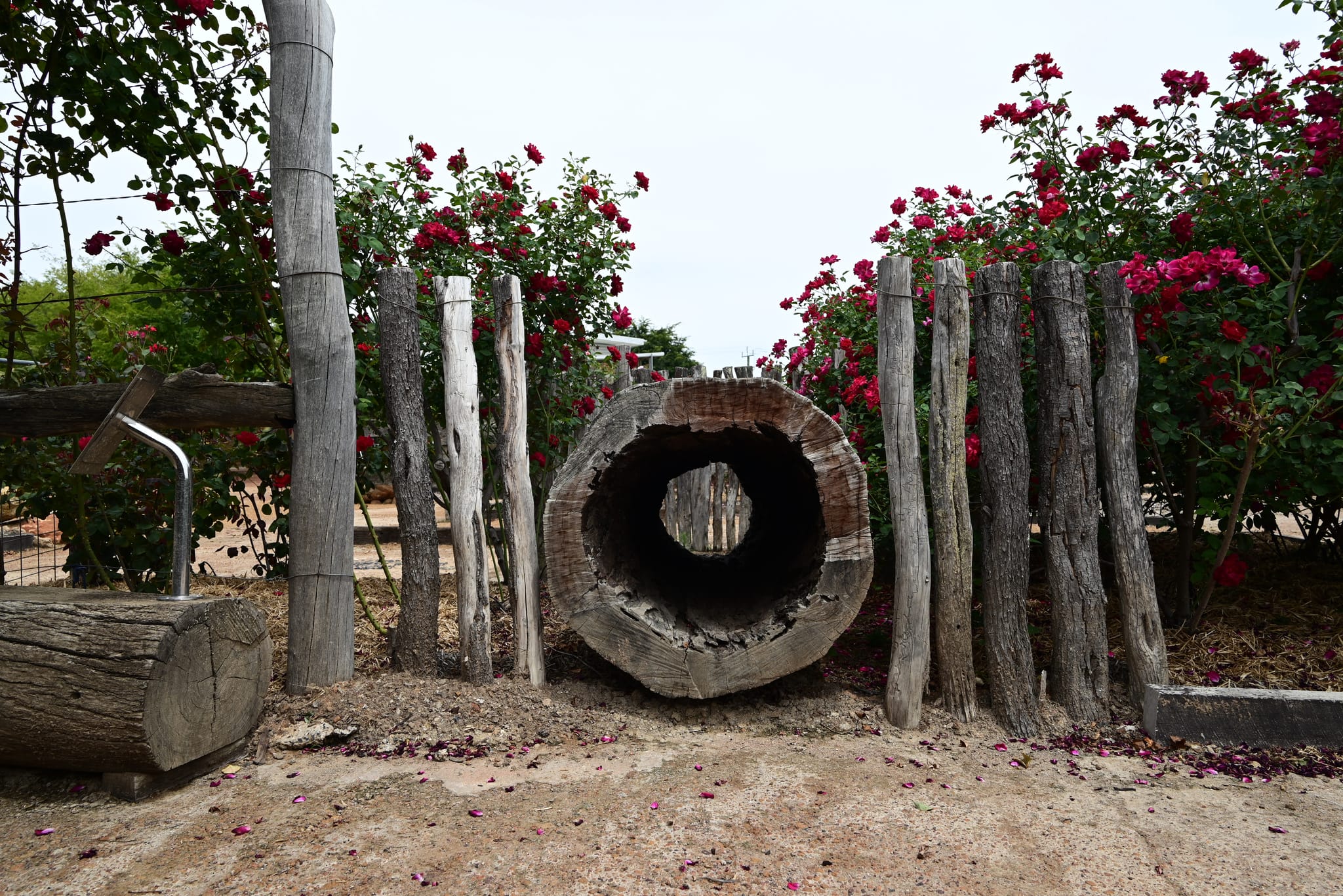 DSC_0516-web