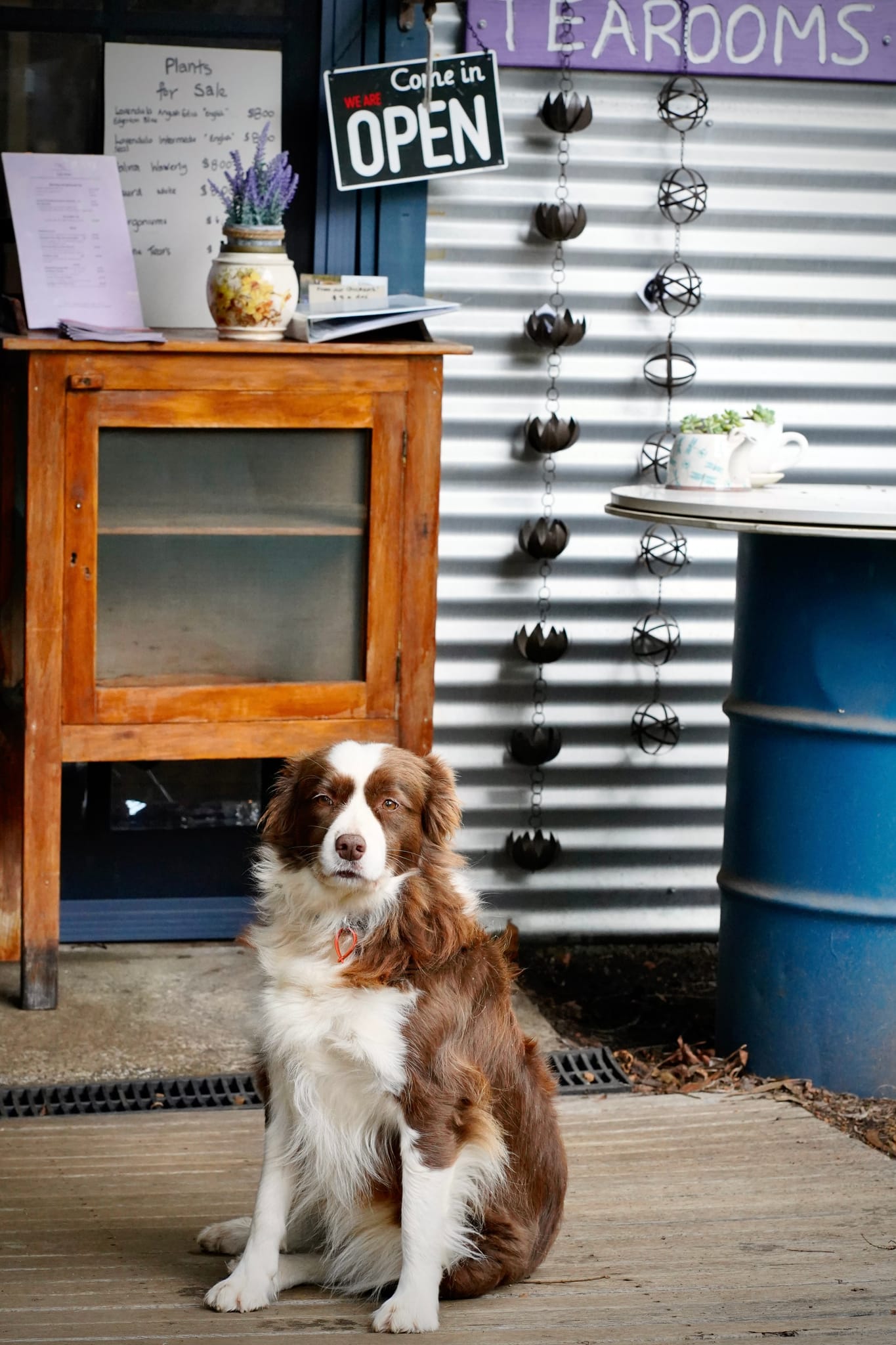 Dog at Nannup Lavender Farm-web