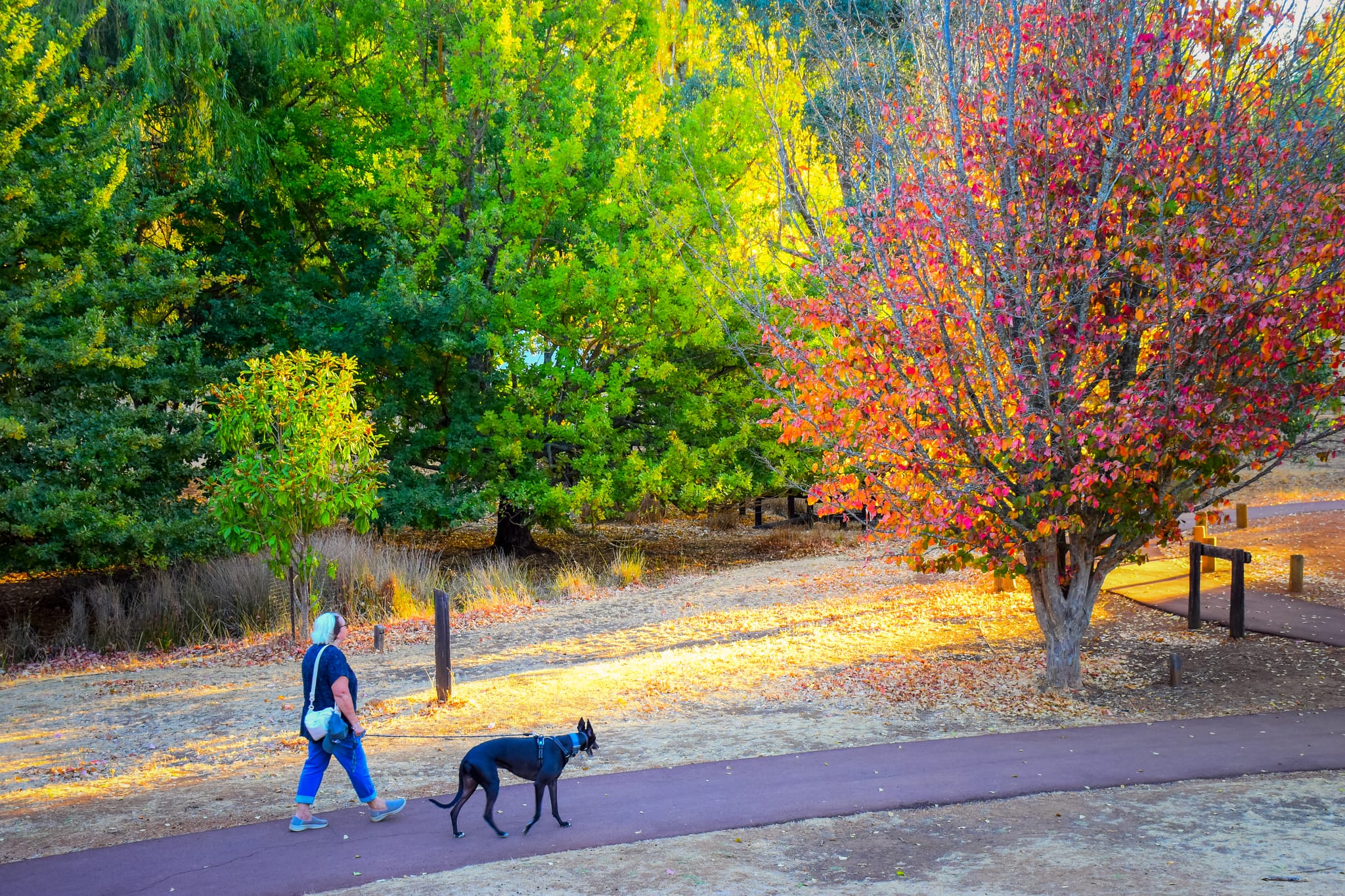 Golden Valley Tree Park, Kirby Spencer, Bunbury Geographe (19)-web