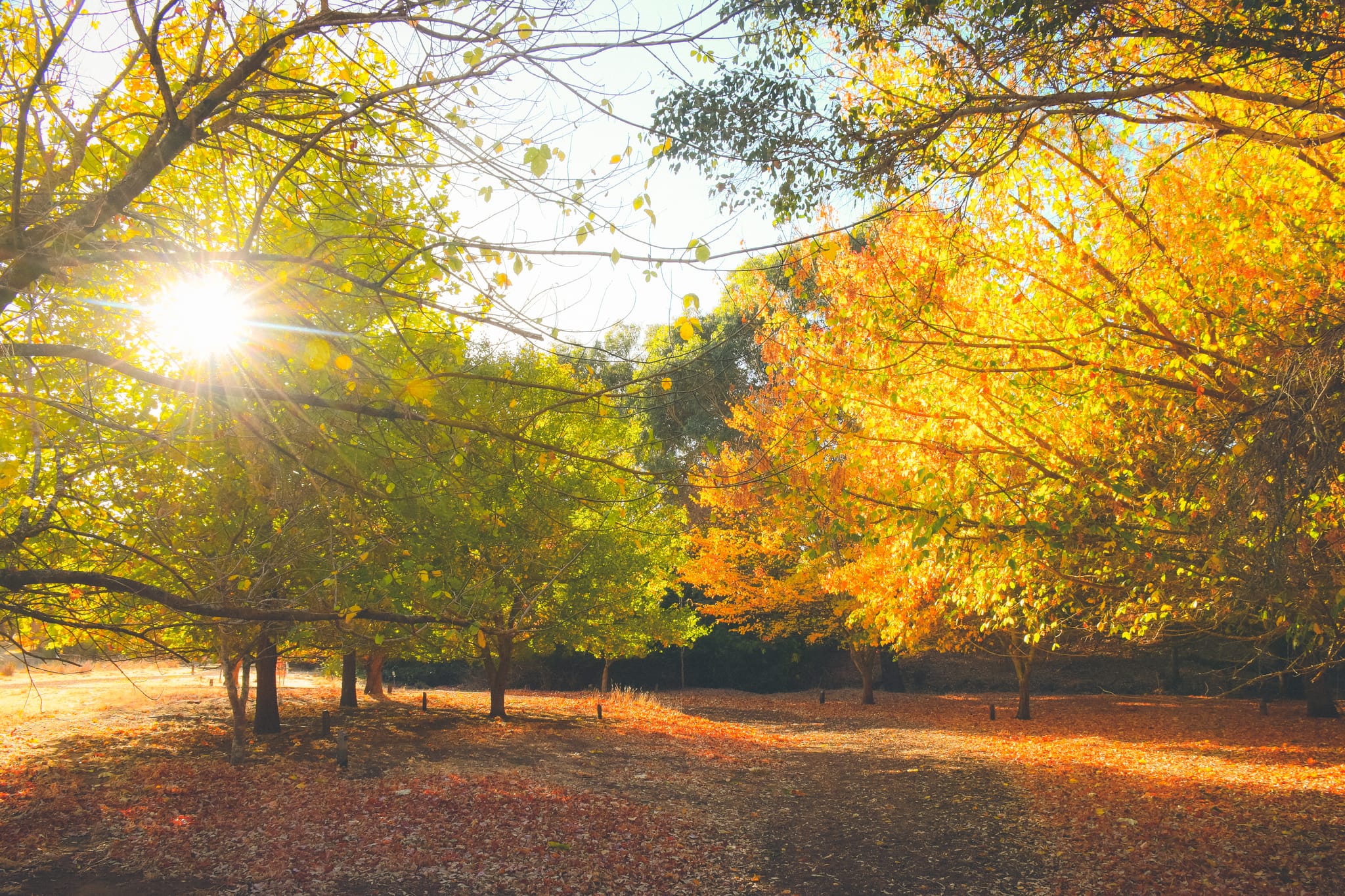 Golden Valley Tree Park, Kirby Spencer, Bunbury Geographe (6)-web