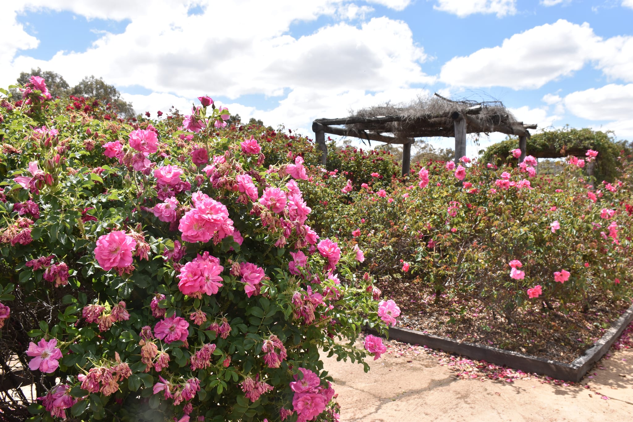 Kojonup Visitor Centre, Great Southern Region (23)-web