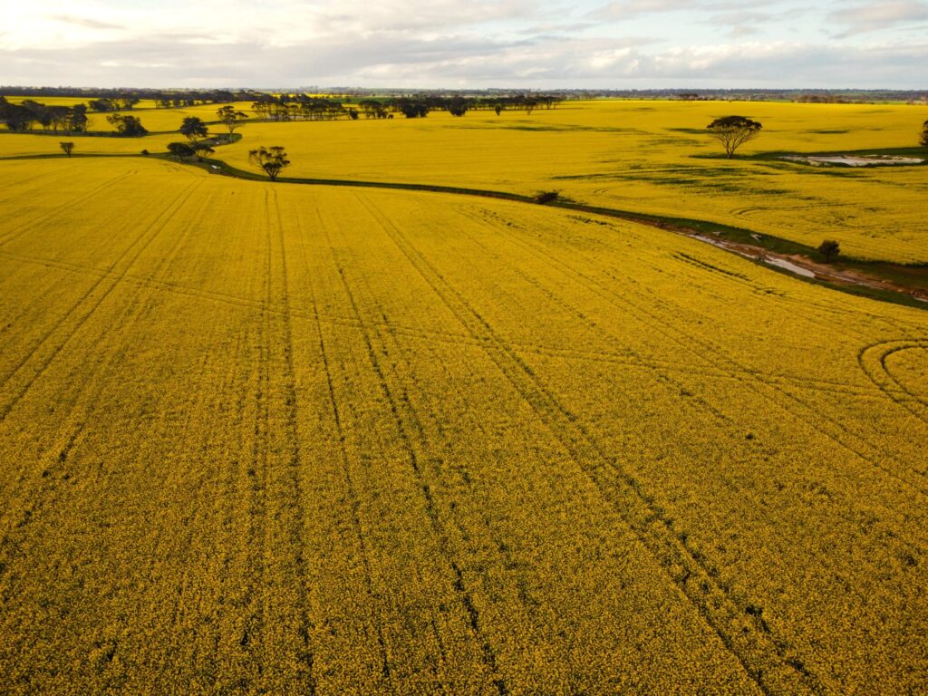 Canola Fields in the Great Southern