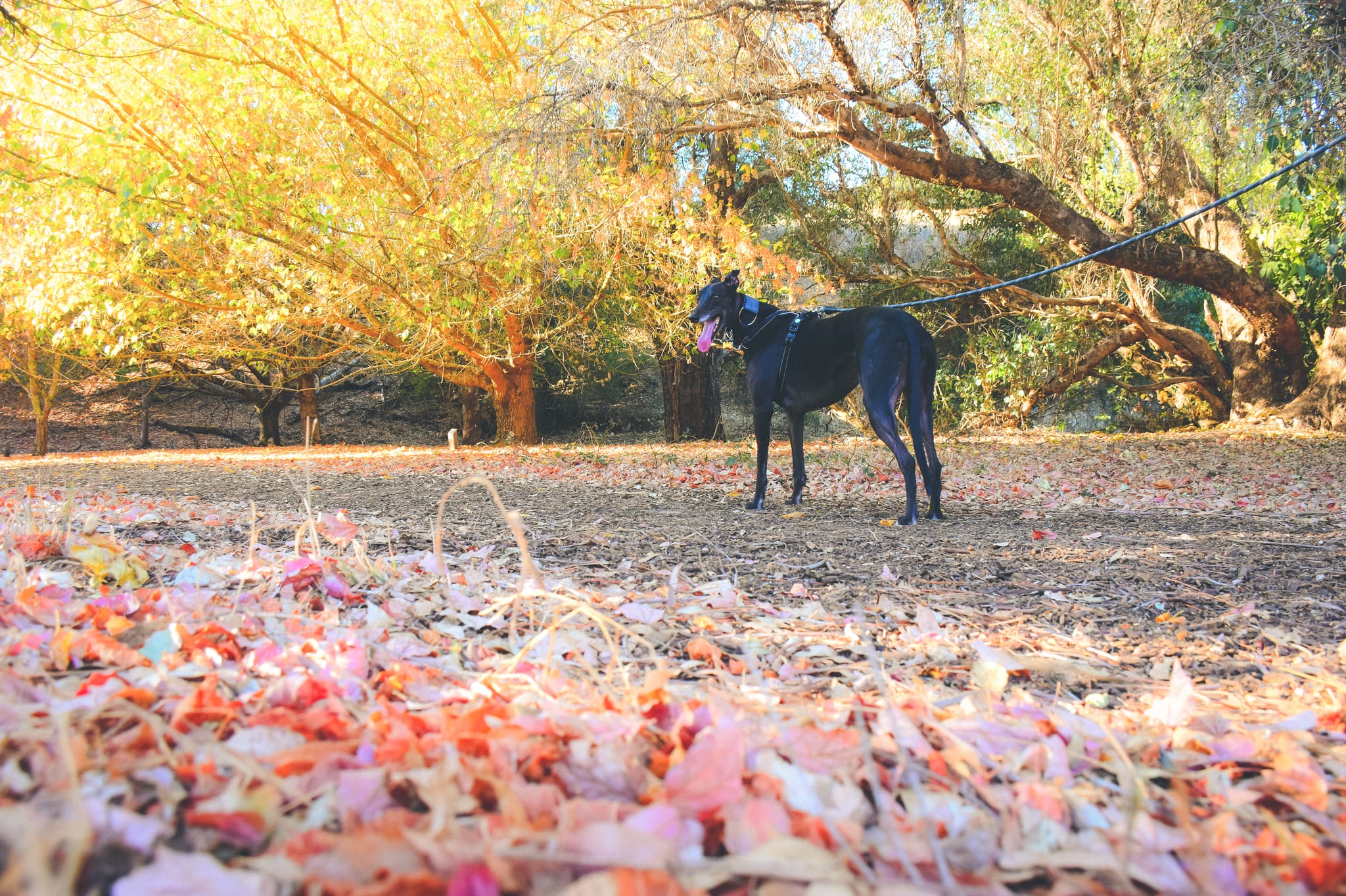 Golden Valley Tree Park, Kirby Spencer, Bunbury Geographe (5)-web